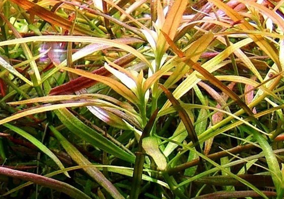 小红梅种植方法