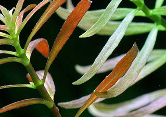 小红梅种植方法