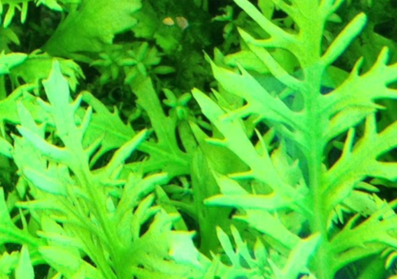 水罗兰种植方法