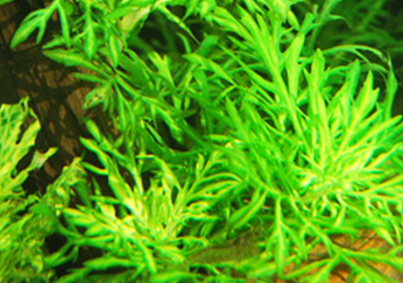 水罗兰种植方法