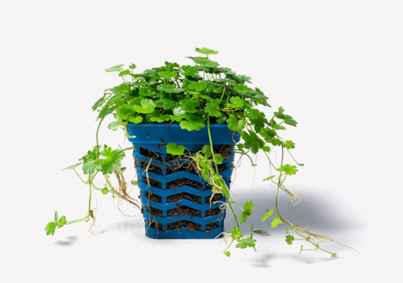 天湖荽种植方法