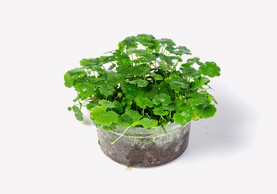 天湖荽种植方法