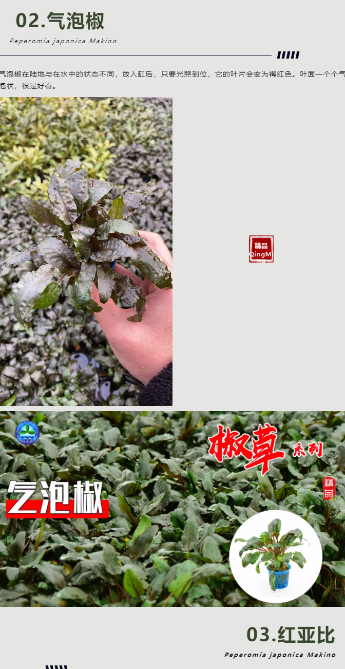 亚格特精品水草——椒草系列-（一）_05