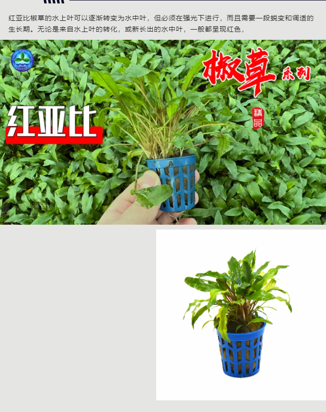 亚格特精品水草——椒草系列-（一）_06