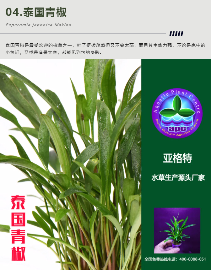 亚格特精品水草——椒草系列-（一）_07