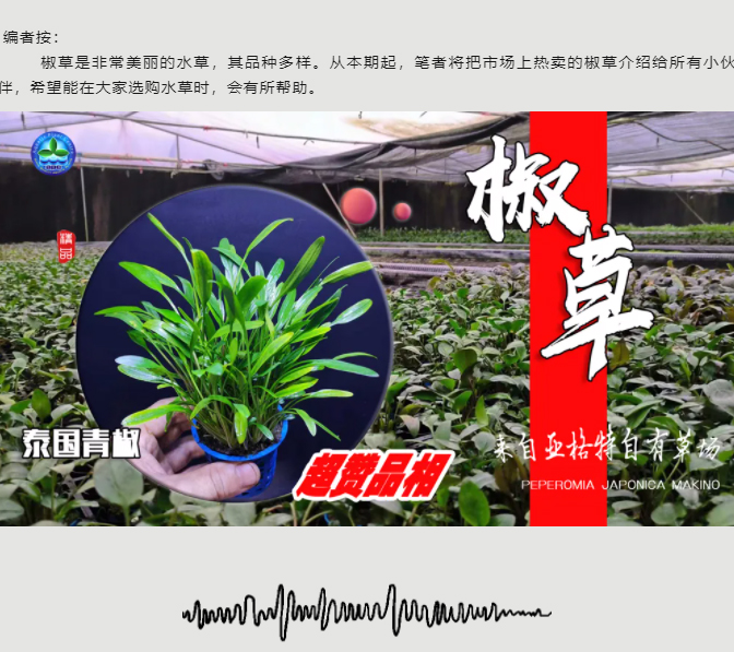 亚格特精品水草——椒草系列-（一）_03