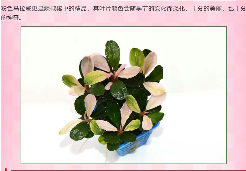 亚格特精品水草：粉红马拉威_05