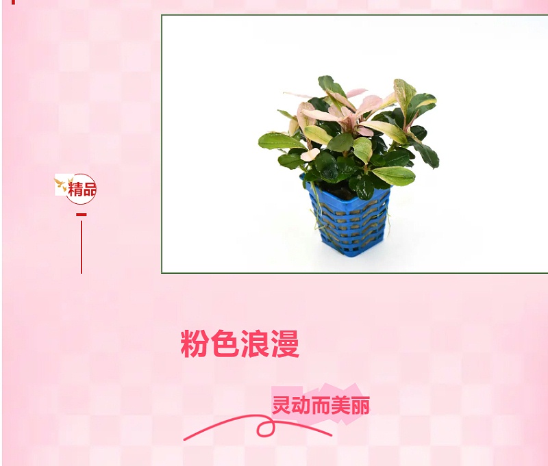 亚格特精品水草：粉红马拉威_06