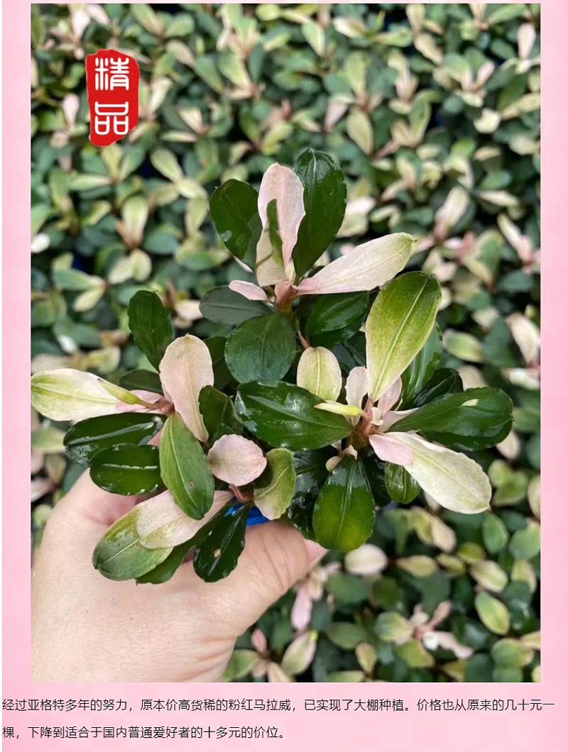 亚格特精品水草：粉红马拉威_07