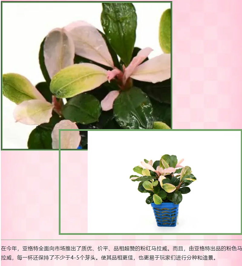亚格特精品水草：粉红马拉威_08