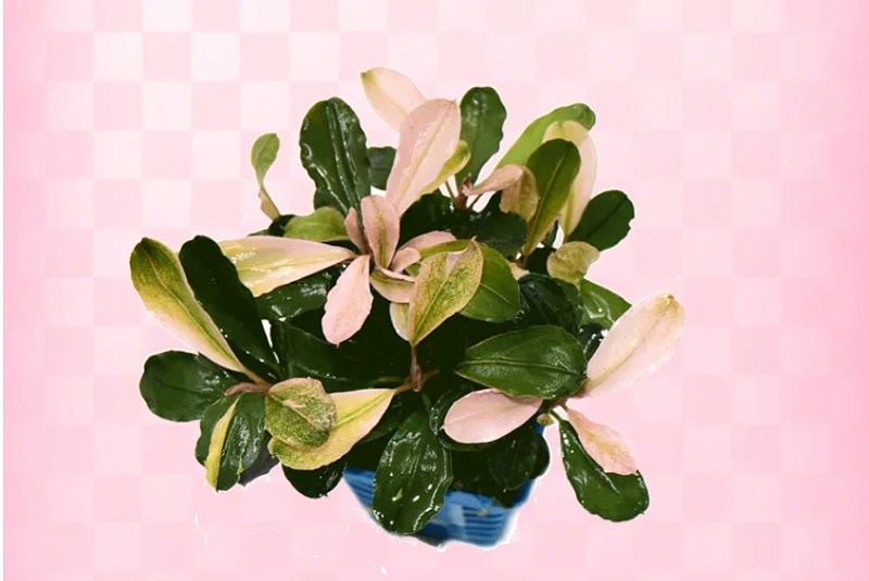 亚格特精品水草：粉红马拉威_11
