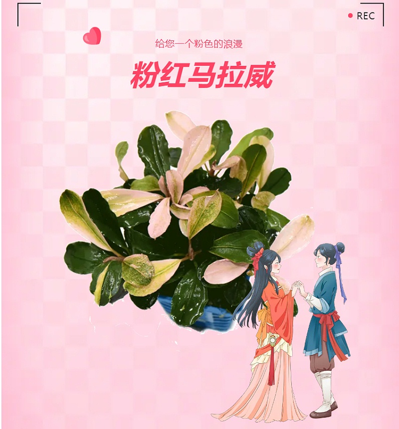 亚格特精品水草：粉红马拉威_02