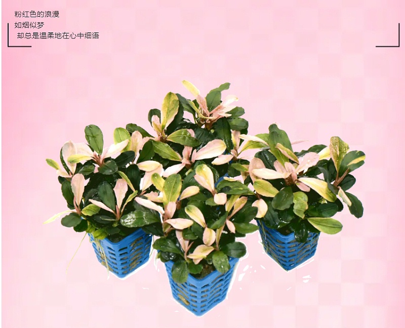 亚格特精品水草：粉红马拉威_03