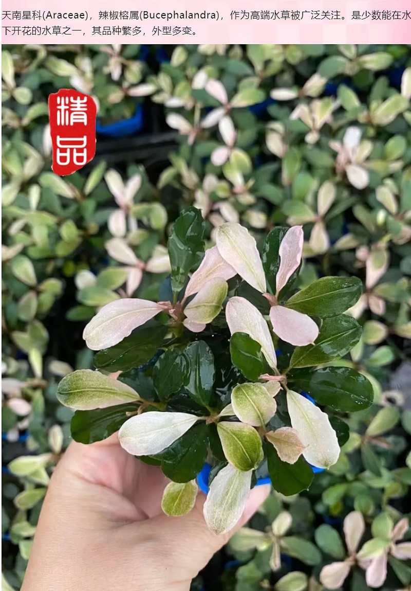 亚格特精品水草：粉红马拉威_04