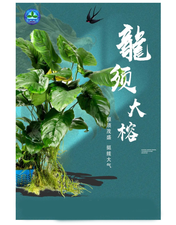 榕之皇者——亚格特精品水榕限量上市：龙须榕_06