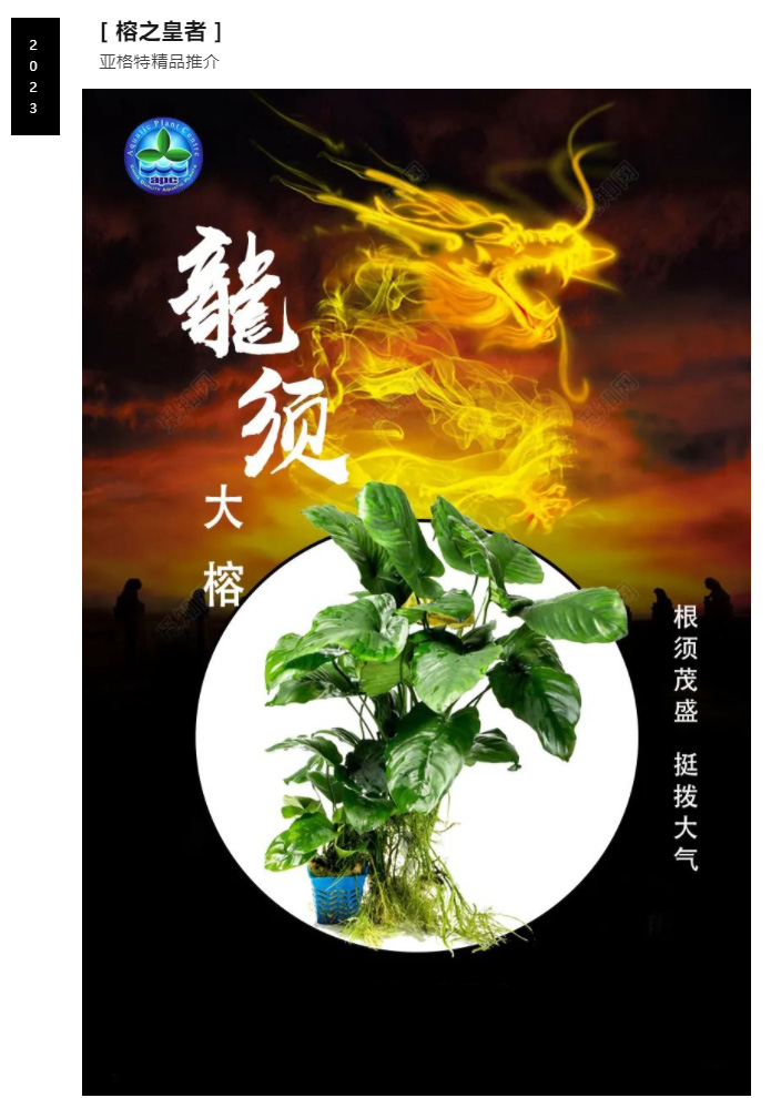 榕之皇者——亚格特精品水榕限量上市：龙须榕_01