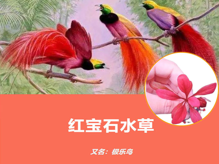 亚格特精品水草：红宝石水草（又名极乐鸟水草）