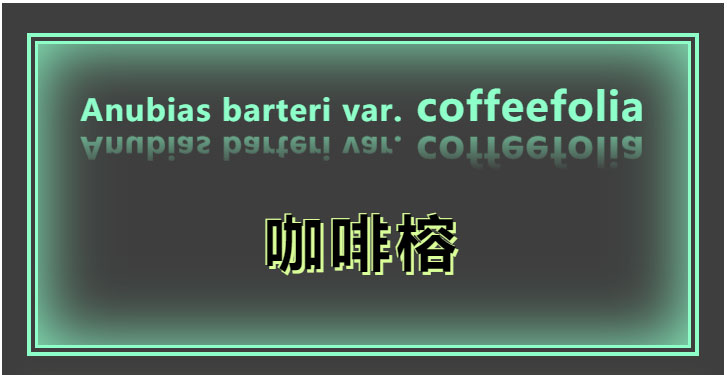 咖啡榕_01