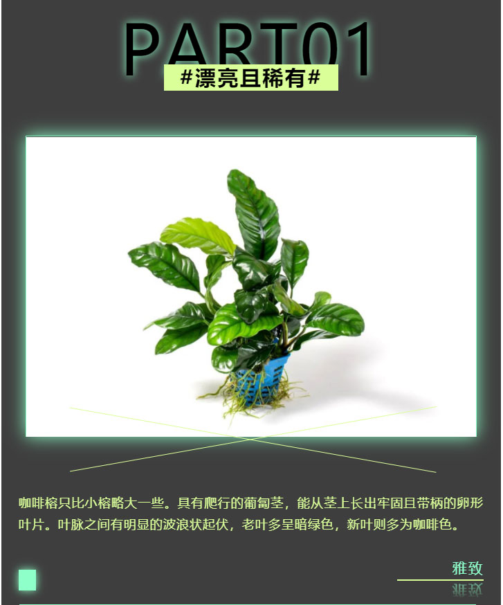 咖啡榕_03