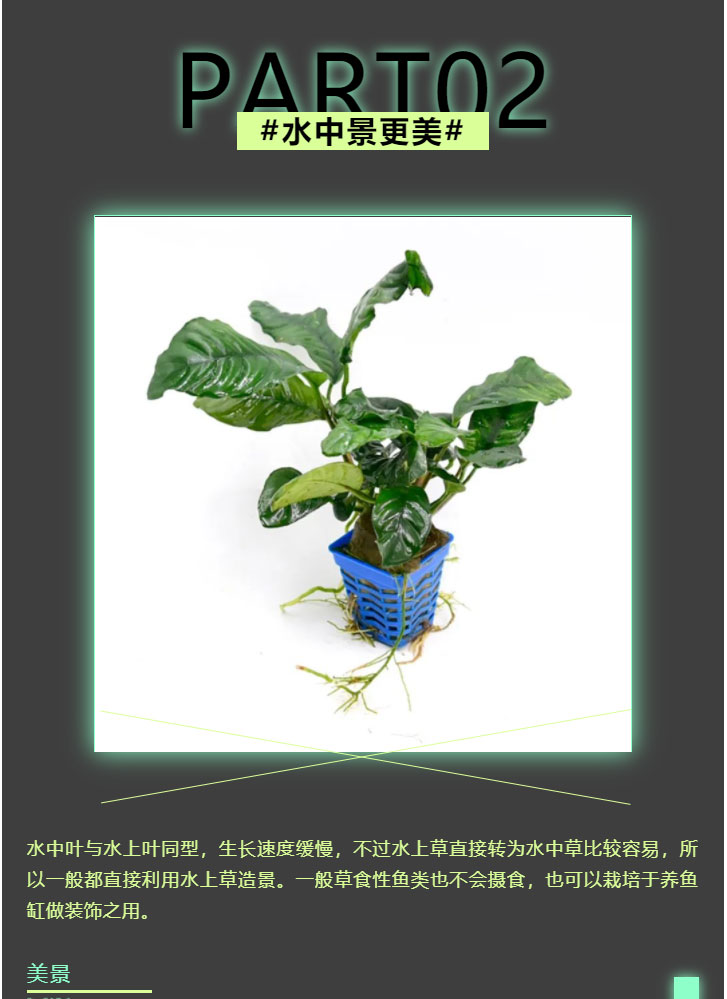 咖啡榕_05