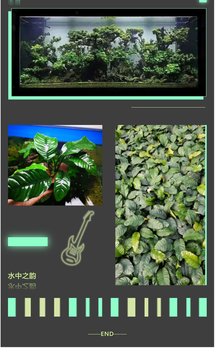 咖啡榕_06