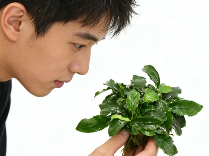 亚格特鱼缸草缸造景案例