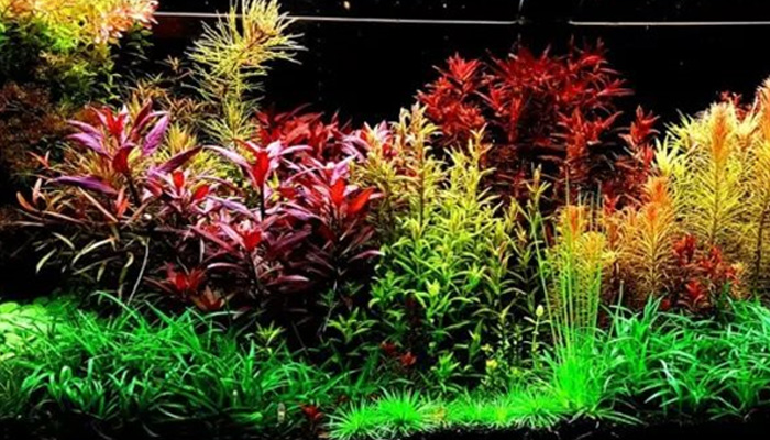 亚格特水榕水草厂家科普：前景草和后景草区别