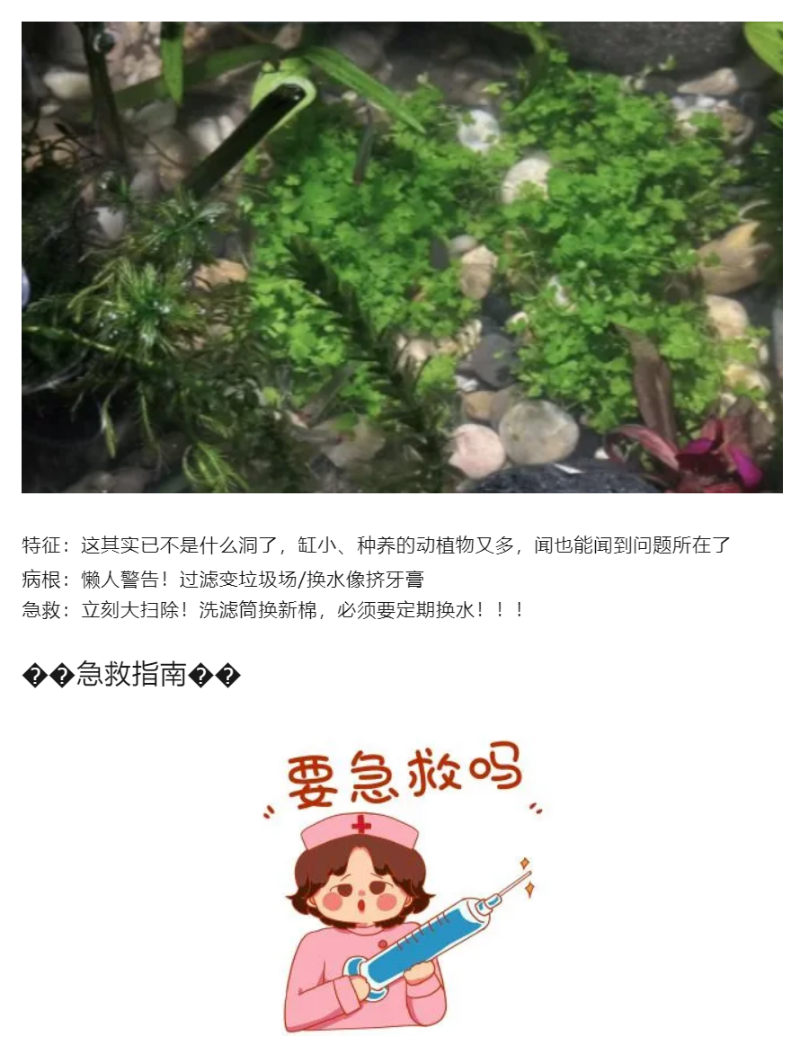 水草叶片长洞急救指南｜看完秒变养草小能手_05