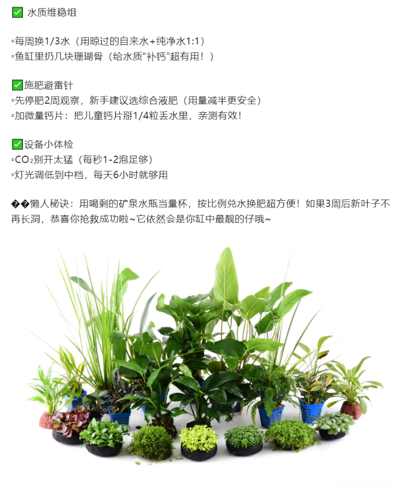 水草叶片长洞急救指南｜看完秒变养草小能手_06