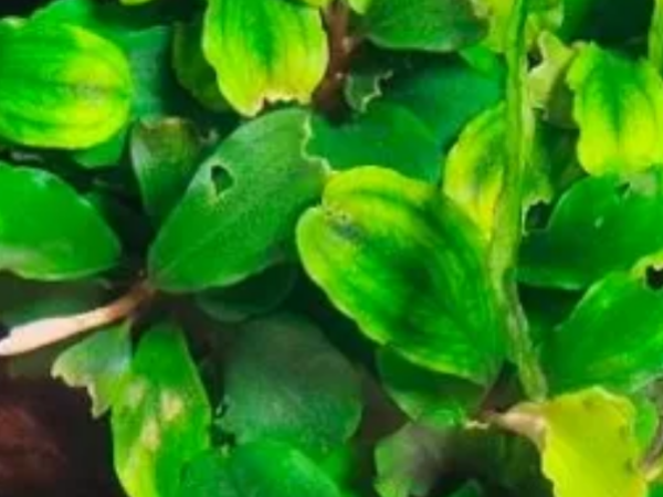 水草叶片长洞急救指南｜看完秒变养草小能手