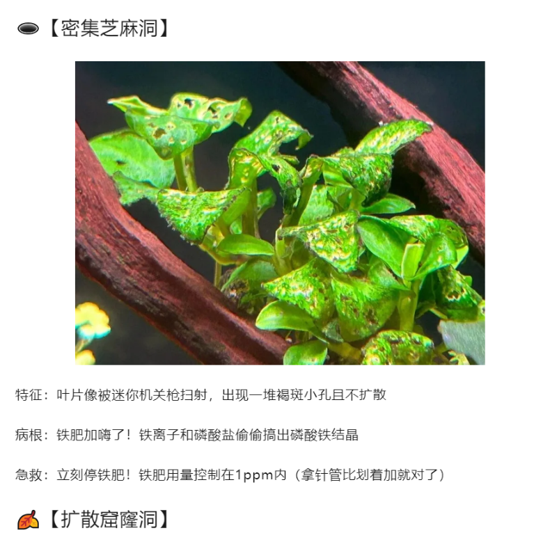 水草叶片长洞急救指南｜看完秒变养草小能手_02