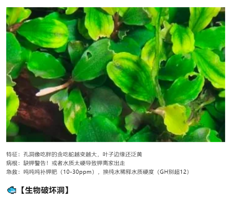 水草叶片长洞急救指南｜看完秒变养草小能手_03