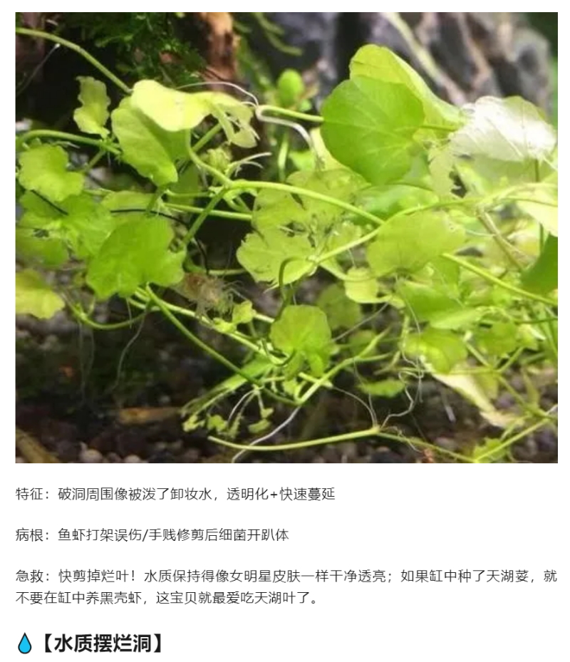 水草叶片长洞急救指南｜看完秒变养草小能手_04