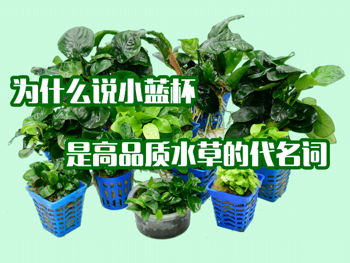 亚格特鱼缸草缸造景案例