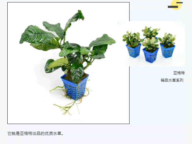 亚格特精品水草系列-：小蓝杯——高品质水草的代名词_03