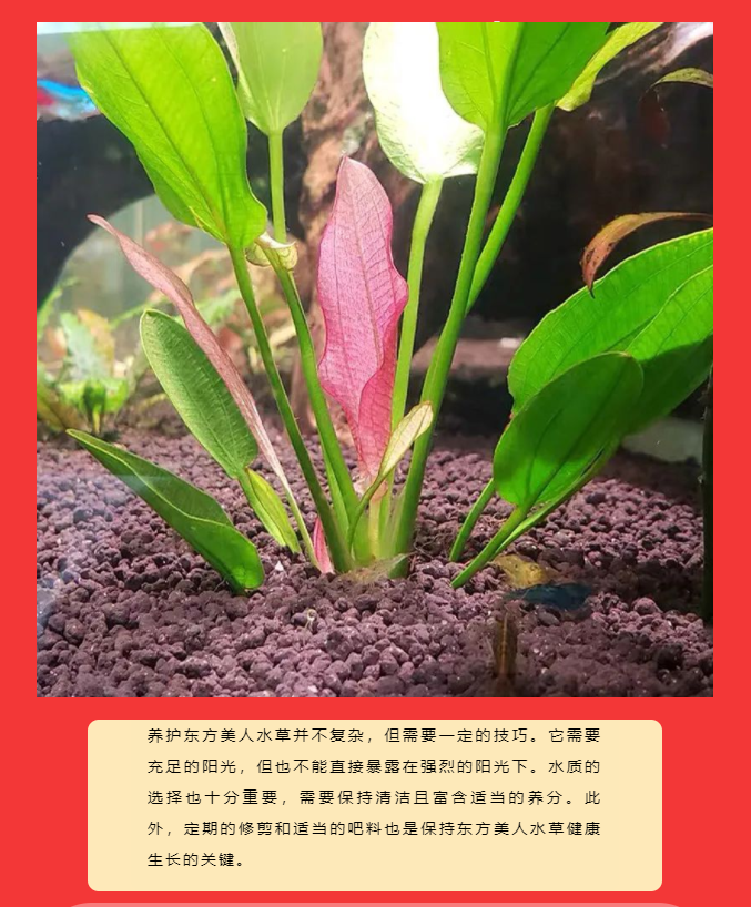 精品皇冠水草：东方美人_06