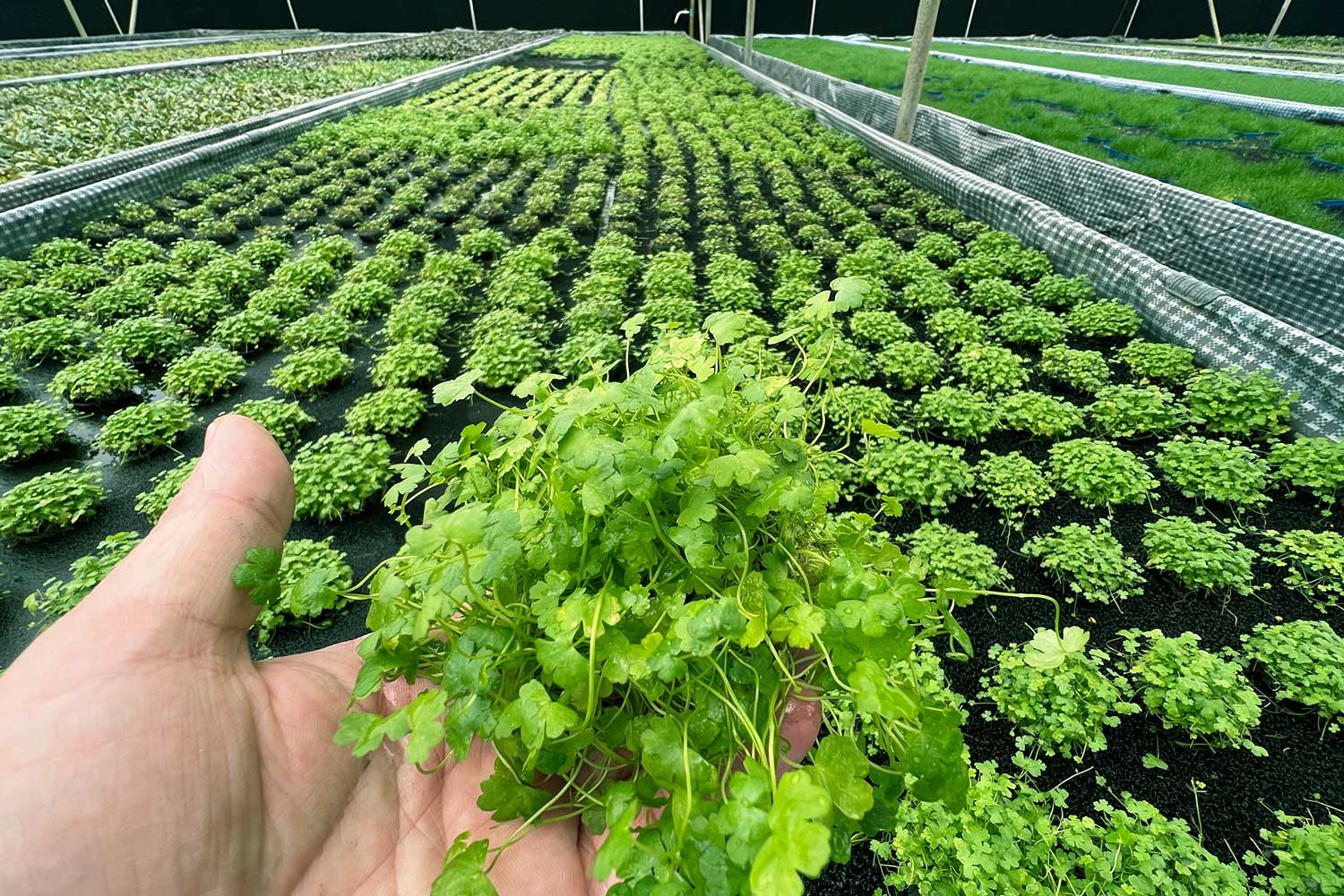 亚格特前景草类“天湖荽”