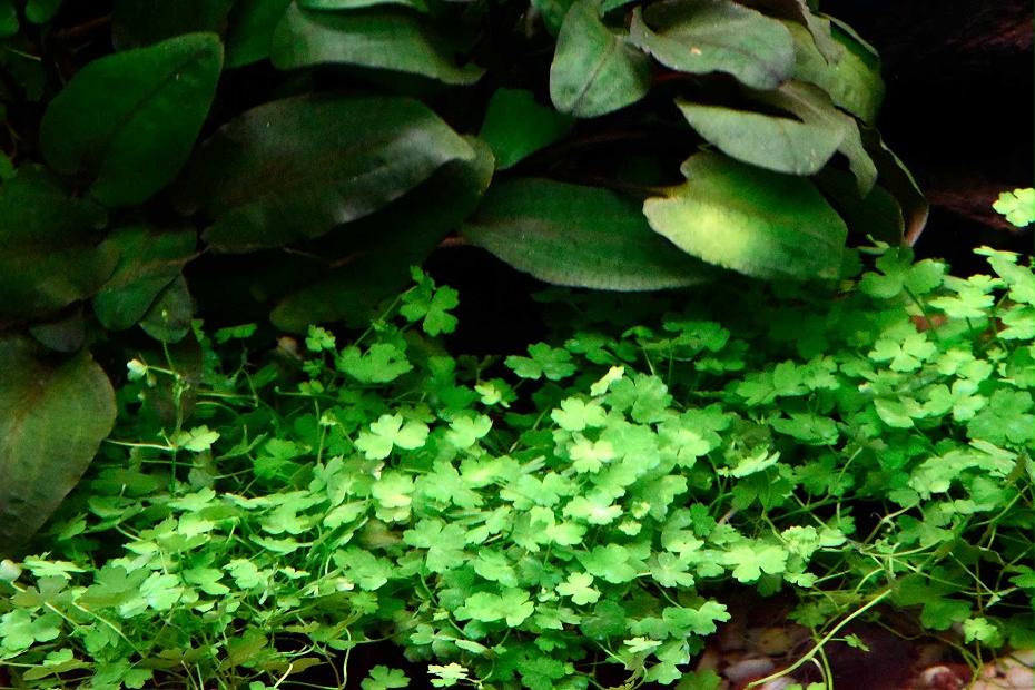 亚格特前景草类“天湖荽”