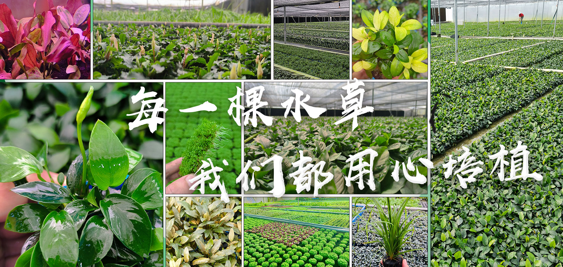 亚格特-双11促销