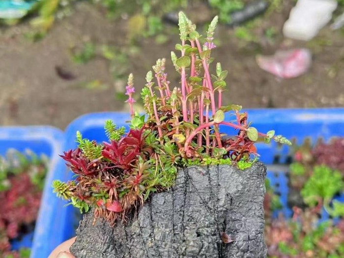 亚格特水草批发：微景观系列全面升级了！！！