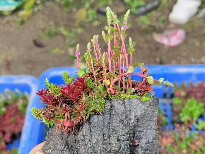 亚格特鱼缸草缸造景案例