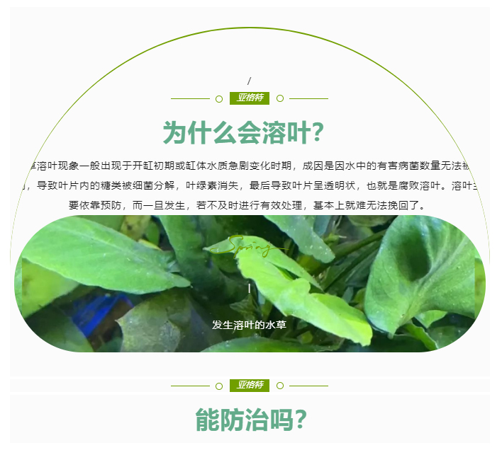 水草溶叶了有特效药吗？有，就在这里_02