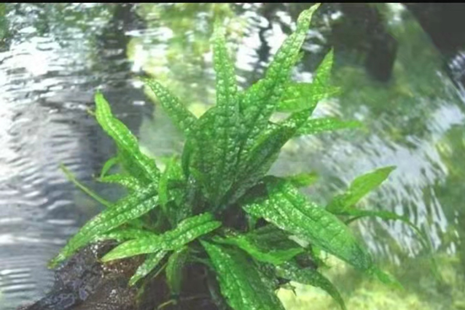 亚格特“菲律宾铁皇冠”