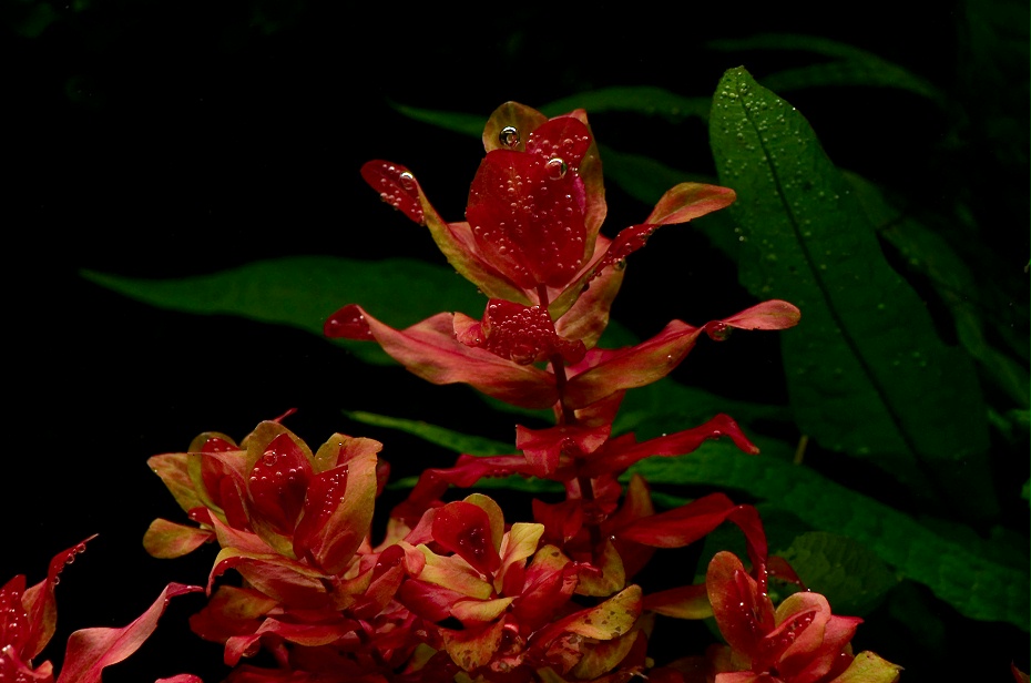 亚格特“红蝴蝶”