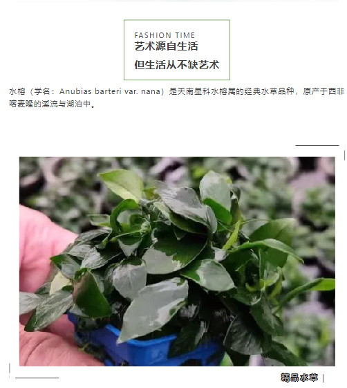 邂逅时尚之美：小叶小榕_02