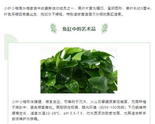邂逅时尚之美：小叶小榕_03
