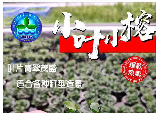 邂逅时尚之美：小叶小榕_07