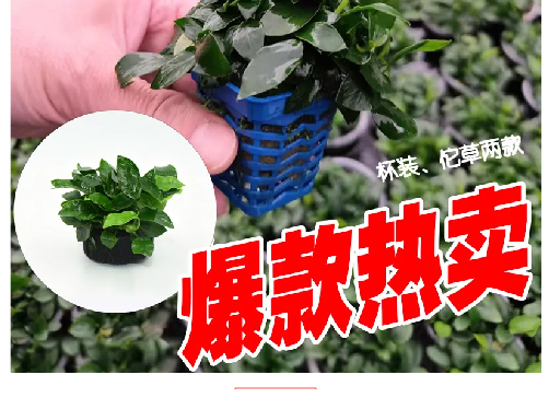 邂逅时尚之美：小叶小榕_09