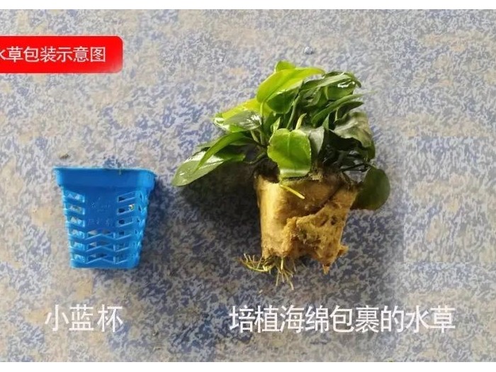 亚格特精品水草：带您了解水草行业话述“什么是脱杯脱绵”