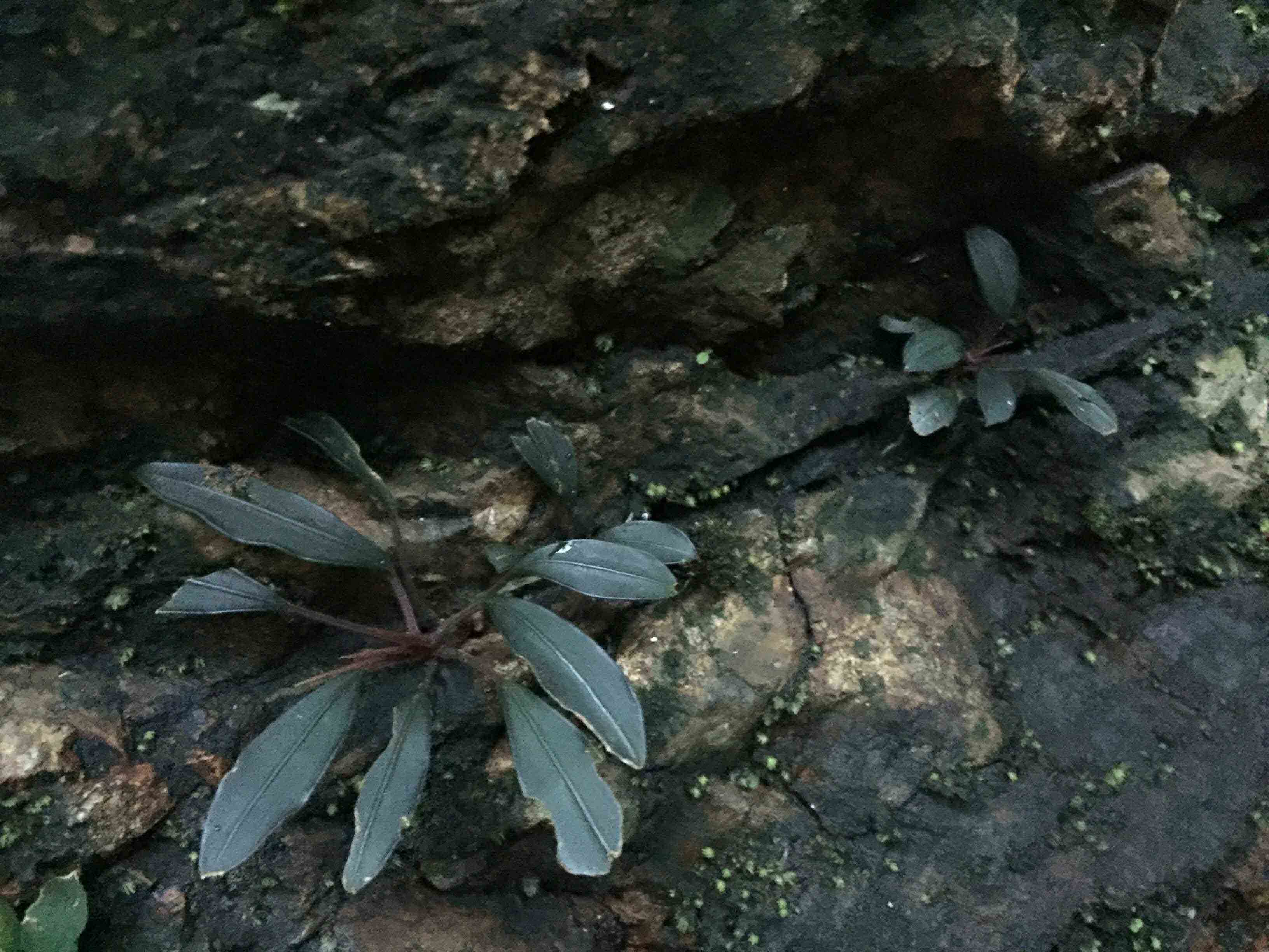 马来自然探索之旅（一）天南星的野性之美